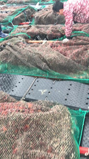 #바람#congvieccuatoi#바다#전복#giaitritiktok#### // kiềm mồi chống bão ae ơi!!!!😜😜😜