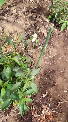 ペピーノ地植え3週間 #自然 #茄子 #田舎暮らし #農村