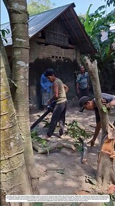 High Tree Trimming: How Overhead Chainsaw Cut Drops Leaning Branches Safely