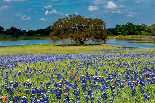 The 7 Best Places to See Wildflowers in Texas—With Bluebonnets, Primroses, and Firewheels