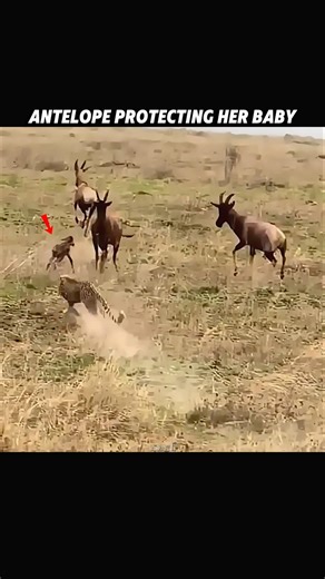 Cheetah’s Biggest Hunting Mistake! 😱 #trending #animals #cheetah #youtubeshorts