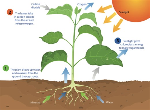 SC.912.L.14.7 Plant Structure