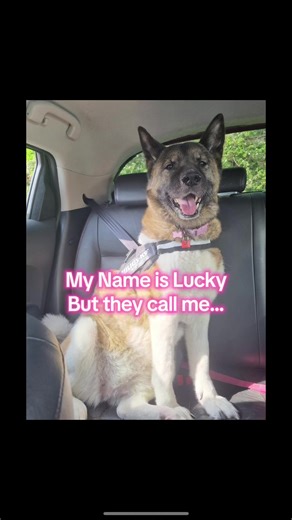 My name is Lucky but sometimes I get called different names #dogsotiktok #akitadog #bestfriends #thatsnotmyname #viral @Harryson @nicolehill.nh