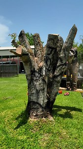 97K views · 3K reactions | Carving a variety of animals into an old dead stump | Della Meredith Chainsaw Carvings | Facebook