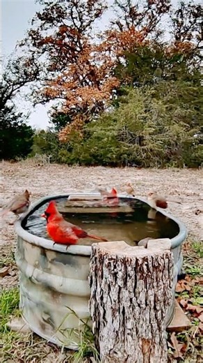 Red Cardinals Motor-Boating | SplashCam | #cardinals #birds #birdbath #waterhole #nature