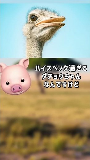 The Stupid Ostrich [Introducing a Very Sad Creature]