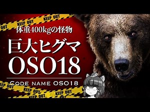 【ゆっくり解説】牛を襲う400kgの巨大ヒグマ「OSO18」｜北海道に出没し専門家も絶望状態に…