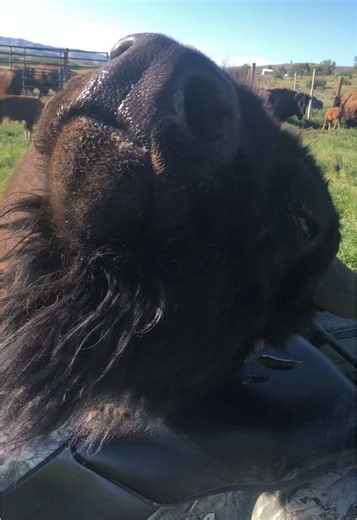 Heartwarming Bottle-Fed Bison Babies in Idaho