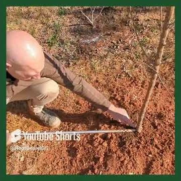 Fertilizing your trees has never been easier!