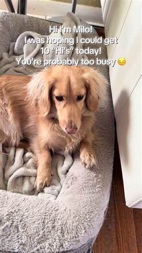 Meet Milo: The Adorable Pup Seeking 10 Hi's