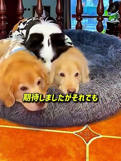 What three dogs taught me about the true meaning of family