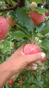 Red Velox on M7 root, 4 year plants. Video Fayaz Ahmad Dar Seeloo #Sopore #Kashmir. 7006829174 | Kashmir Horticulture