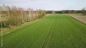 Rye grass grain field in agricultural land farm aerial view