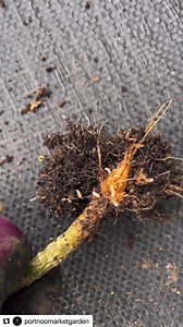 Cabbage root fly are a nightmare. #gardeningtips #gardening #gardenpests #growingvegetables #growingtips | Portnoo Market Garden