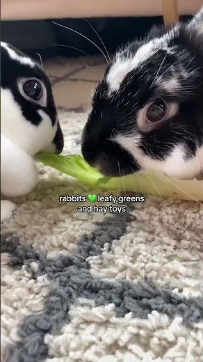 Hey or Hay? Rabbits love leafy greens & timothy hay, they’re essential for a healthy diet ￼#rabbits
