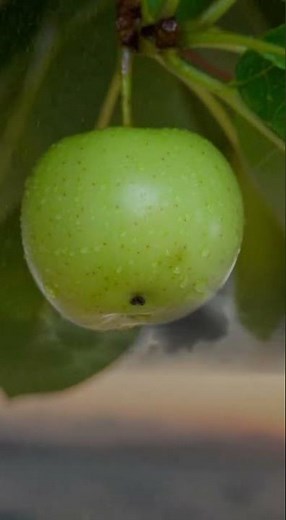 The Most Dangerous Plant on Earth ☠️🌿 | Manchineel Tree | VisionGen