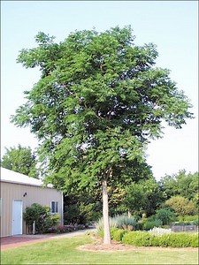 Kentucky coffeetree - Alchetron, The Free Social Encyclopedia