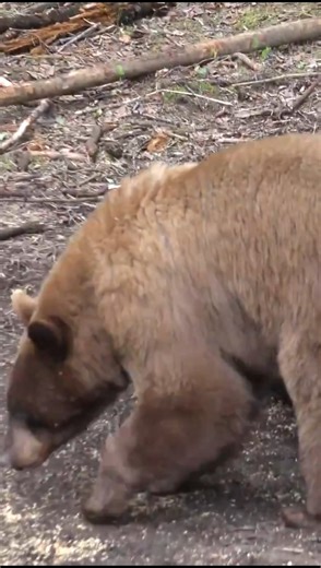 Perfect Archery Shot – Massive Brown Bear! 🎯🔥 #chasse #wildlife #junglehunter #americanbear
