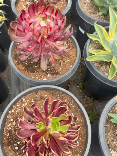 Navarro's Mixed Nursery & General Landscape Design on Reels