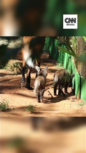 Lobo-Guará: 3 filhotes da espécie são apresentados no Zoológico de São Paulo