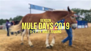 8.4K views · 132 reactions | The Mule Judging competition is really...