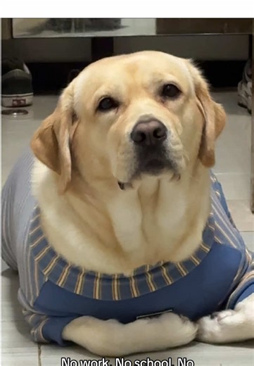 Labrador Retriever: Your Ultimate Dog Guide