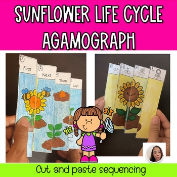 Sunflower Life Cycle Agamograph Craft | Cut and Paste Sequencing Activity