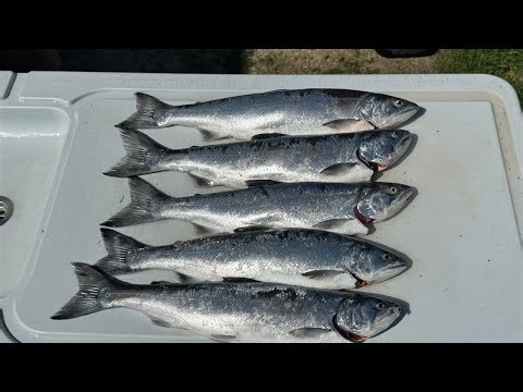 🚨LIVE 🚨 Letting Viewers Pick My Baits To Catch Coho Salmon