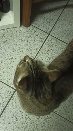 Trying To Teach Gato Gato How To Point And Ask For Food