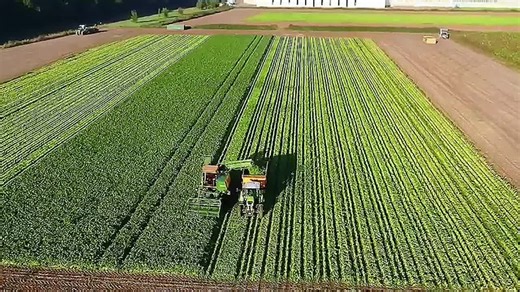 #FarmingLife#Harvesting#FarmMachinery#ModernFarming#AgriBusiness