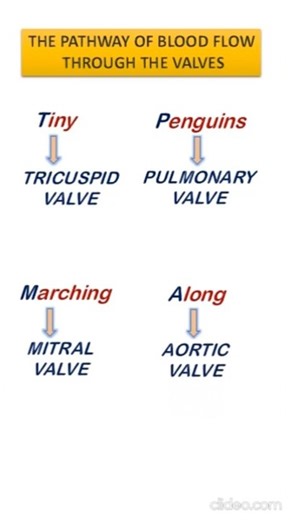 Exam tips 📚​The Ultimate Shortcut to Mastering the Heart Valve Pathway