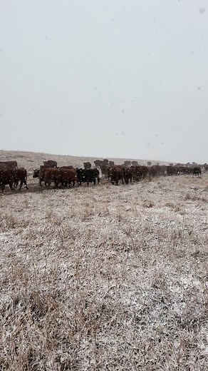 Yesterday we moved some cows to another feed source and a more reliable water source. It’s been a great fall so far. #winter #redangus #grazing #snow | Namken Red Angus