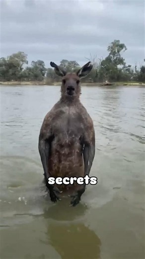 NEVER go near a kangaroo in water! 🦘⚠️