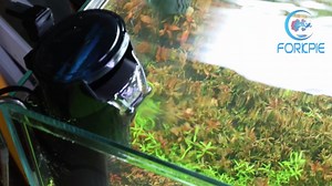 Watch FORKPIE Turtle Tank Filter on Amazon Live