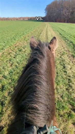 🥲er schwitzt so sehr immer #horse #equestrian #viral #pferde #comedy #funny #fail