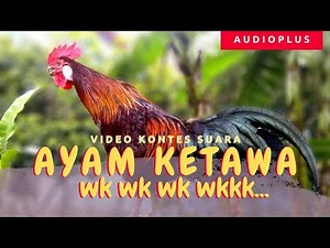 Rooster Crowing Funny & Laughing Collection | Funny Rooster Sound