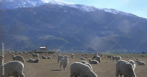 Merino Sheeps Eating Tussock Grass WIth Blue High Mountains On The Background- A Typical Day In New Zealand Farm- Wide Shot