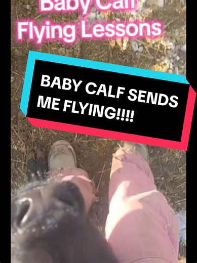 Flying Calf Bottle Feeding Adventures