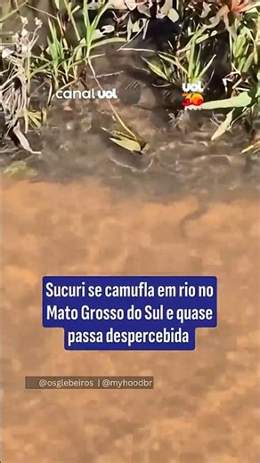 Green anaconda camouflages in river in Mato Grosso do Sul and almost goes unnoticed