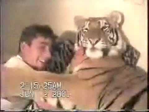 Tiger in bed