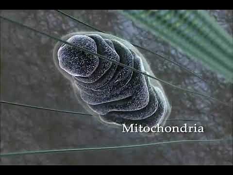 The Inner Life of the Cell - Harvard Animation