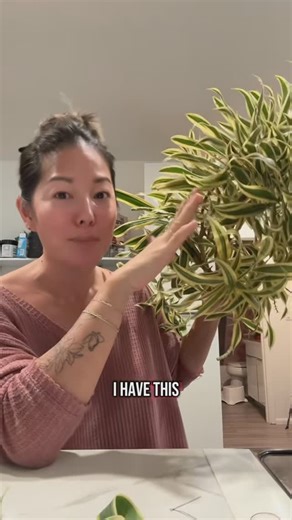 Kira Hawaii on Instagram: "I posted a video on TT on how to make a maile ti leaf lei, and it was wildly popular, but I figure most of yall knew how to do that one so I’m posting my second lei tutorial using Song of India-because it’s a little different than just a regular ti leaf lei. Anywho, hope this helps you if you have this beauty in your yard!  . #leimaking #songofindia #tileaf #diyleitutorial"