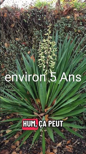 Flowering and Pruning Yucca in November #garden #gardendesign #gardening #flowers