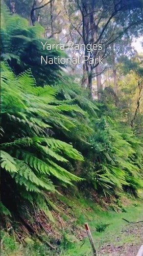 Yarra Ranges National Park