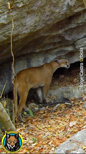 4.6K reactions · 168 shares | Puma (Puma concolor) y la inportancia de las cuevas para la vida silvestre. En este caso sirve como refugio del calor. Lógramos registrar temperaturas de 52!grados centígrados y lo que falta. | The Santo Grial | Facebook