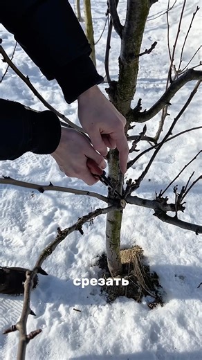 Shaping a Young Pear Tree 🍐 with a Spindle Part 3