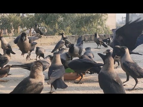 "Morning With crows | Feeding Time, Crow Calls & Nature Soundscape"