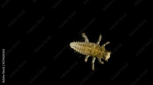 the larva under the microscope, the initial stage of the Coccinellidae larva (ladybug), is very voracious and can eat about a hundred aphids a day, also harbor cannibalism, help in agriculture to