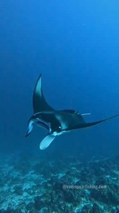 27K views · 323 reactions | Close up Giant manta ray #fbreelsvideo #viral #mantaray #viralreels #RenzSpearfishing | Renz Spearfishing | Facebook