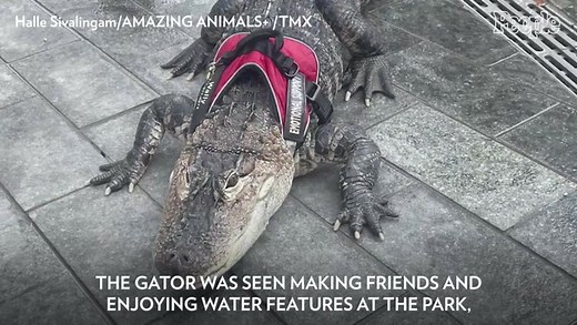 Emotional Support Alligator Goes Viral After a Visit to Philadelphia's LOVE Park